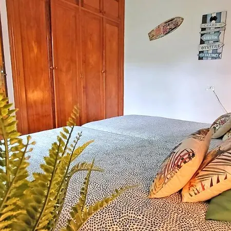 Palm In Apartment *