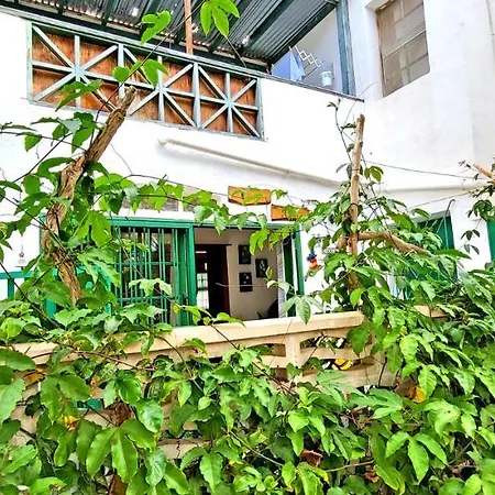 Palm In Apartment