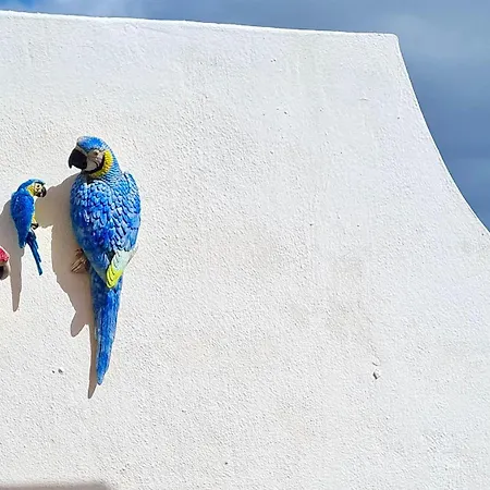 Welooveyou Parrots Costa Calma